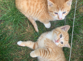 Kittens now ready to go 2now available