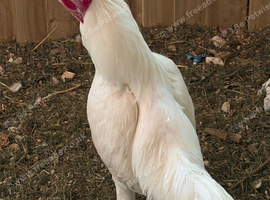 Shamo cockerel