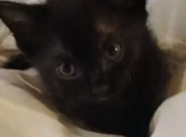 kittens bootifull Tabbies & luck Black (stevenage)