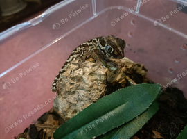 Young Pictus Geckos for sale