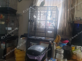 Hand tamed Baraband parakeet