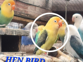 Lovebird mutations available