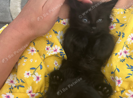 Mum and kitten needing good home