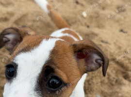 Male pup Jack Russell 3 months old