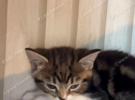 kitten