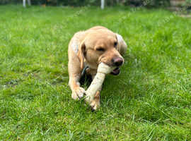 Beautiful male Labrador for **STUD**