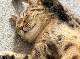 Beautiful 3yr old Girl