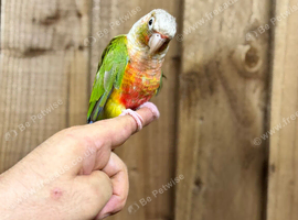 Pineapple conure