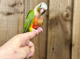 Pineapple conure