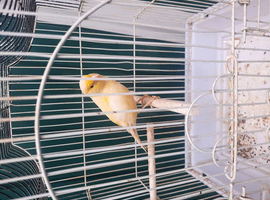 Canary hen for sale