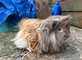 Beautiful long haired Piggys to reserve