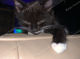 Kittens 11 Weeks Old, Exmouth