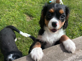 Gorgeous Cavalier Puppies