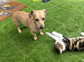 Sausage / Jack Rehoming