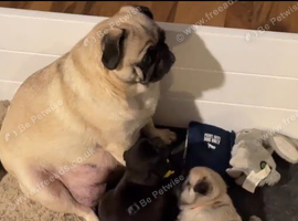PUG PUPPIES BABIES HOME RAISED