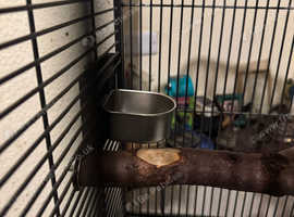 Parrot cage