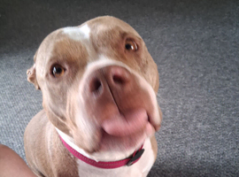 American bullie