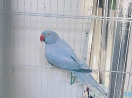 Blue Indian ringnick parrot