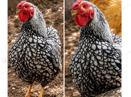 Silver laced wynadotte bantam 2 hens 1 cockerel