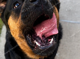 Looking for dog walking and pet siting job