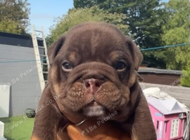 Chocolate English bulldogs