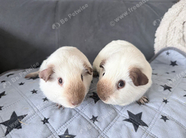 2 baby guinea pigs plus cage and huge bundle of extras