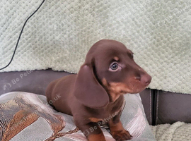 Minuture Dachsund