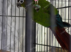 Baby Male conure Glasgow