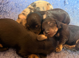 Miniature longhaired Dachshund puppies