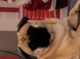 Pug x Tibetan Spaniel for sale