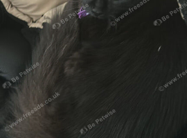 1 male cat