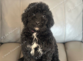 F1 STANDARD BERNADOODLE GIRLS HEALTH CHECKED VACCINATED MICRO CHIPPED