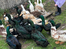 Cayuga ducks x 7