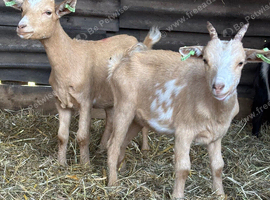 2 Pygmy x Golden guernsey wethers