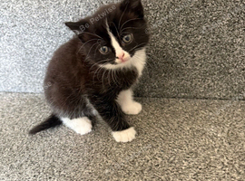 Beautiful ragdoll cross Kittens &ndash; Ready to Leave Now