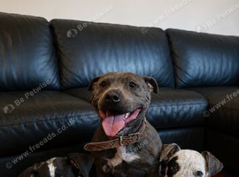 Beautiful Merle Staffy pups