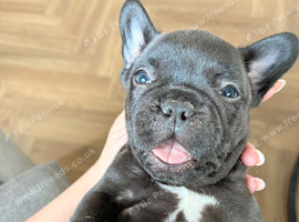 French bulldog puppy