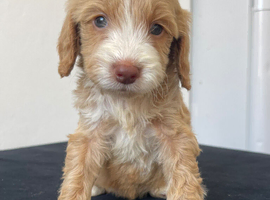 F1 cockapoo puppies