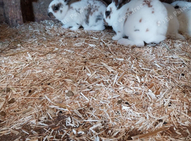 Gorgeous rex babies
