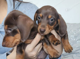 Dachshund puppy for sale