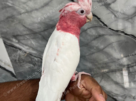 Friendly Baby HandReared Super Tame Cuddly Lutino Galah Cockatoo Parrot,12