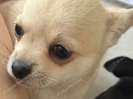 Beautiful chihuahua girl pup