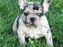 Exceptional Blue & Merle French Bulldog Puppies