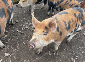 Berkshire Tamworth cross pigs