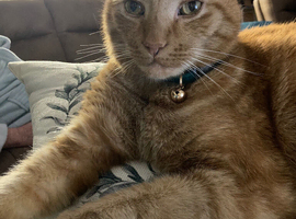 Tigger