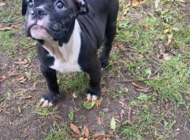 Olde English bulldog puppys available now