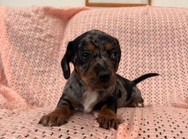 Dachshund X Jack Russell Female Puppies