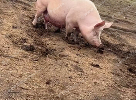 Large white sow with 4 piglets