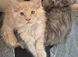 Maine coon kittens