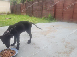 Pup female